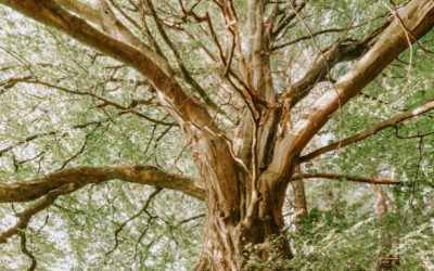 You’re Making It, Not Faking It